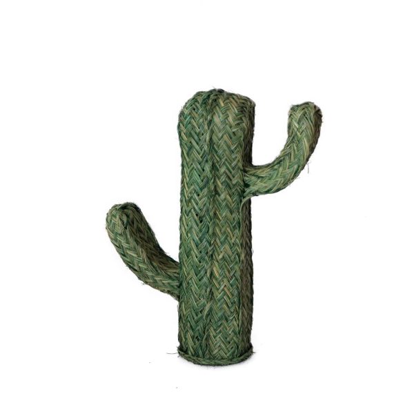 Cactus pintado